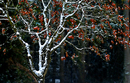 Winter tree